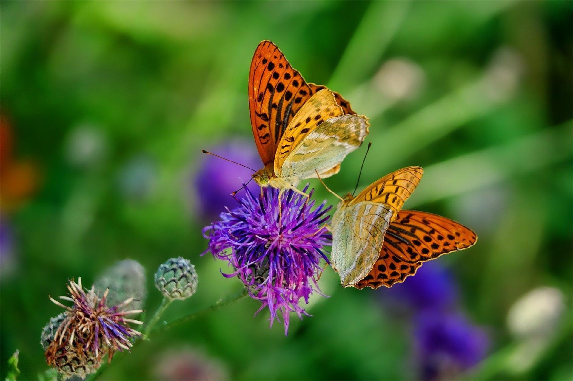 Schmetterling