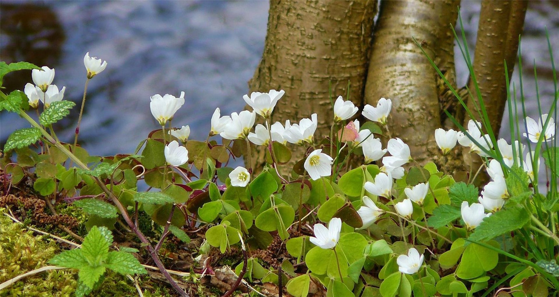 Anemone