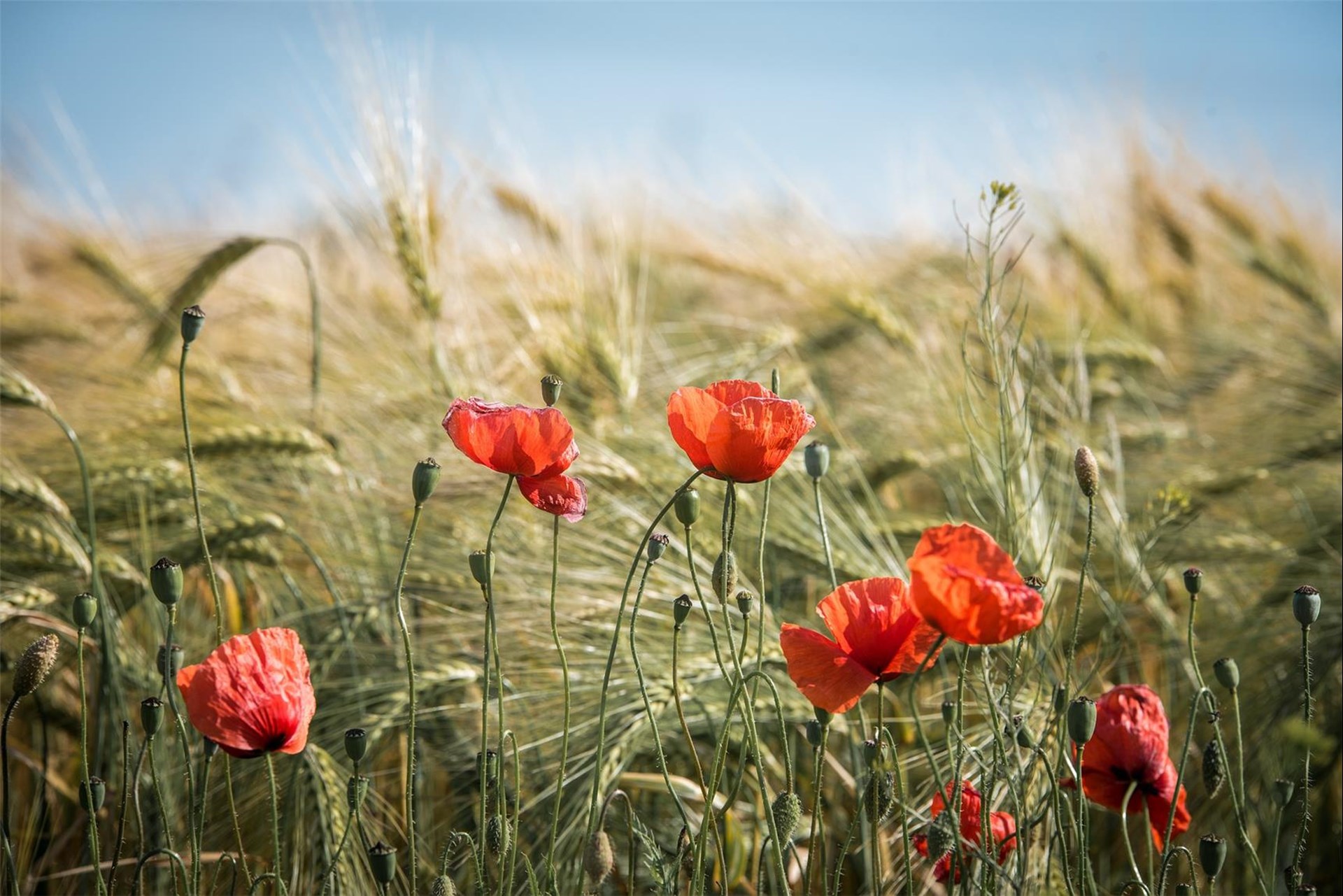 Kornfeld
