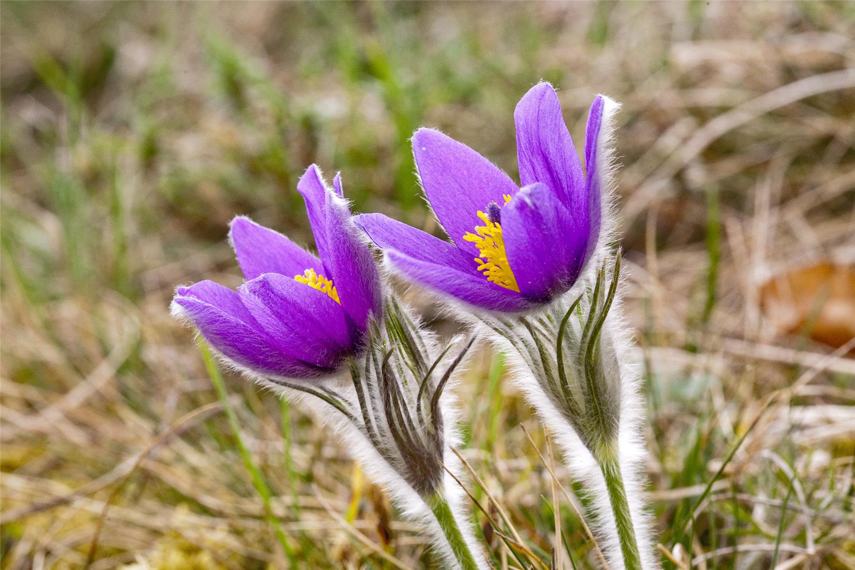 Blume