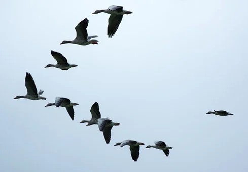 Wildgänse