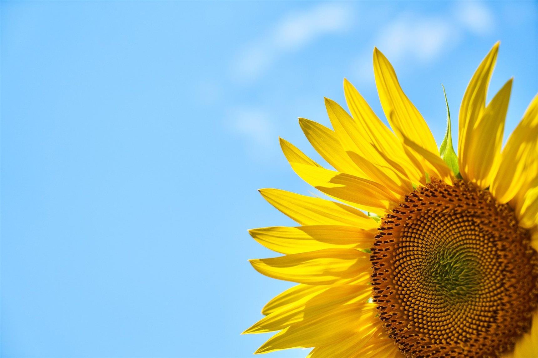 Sonnenblume