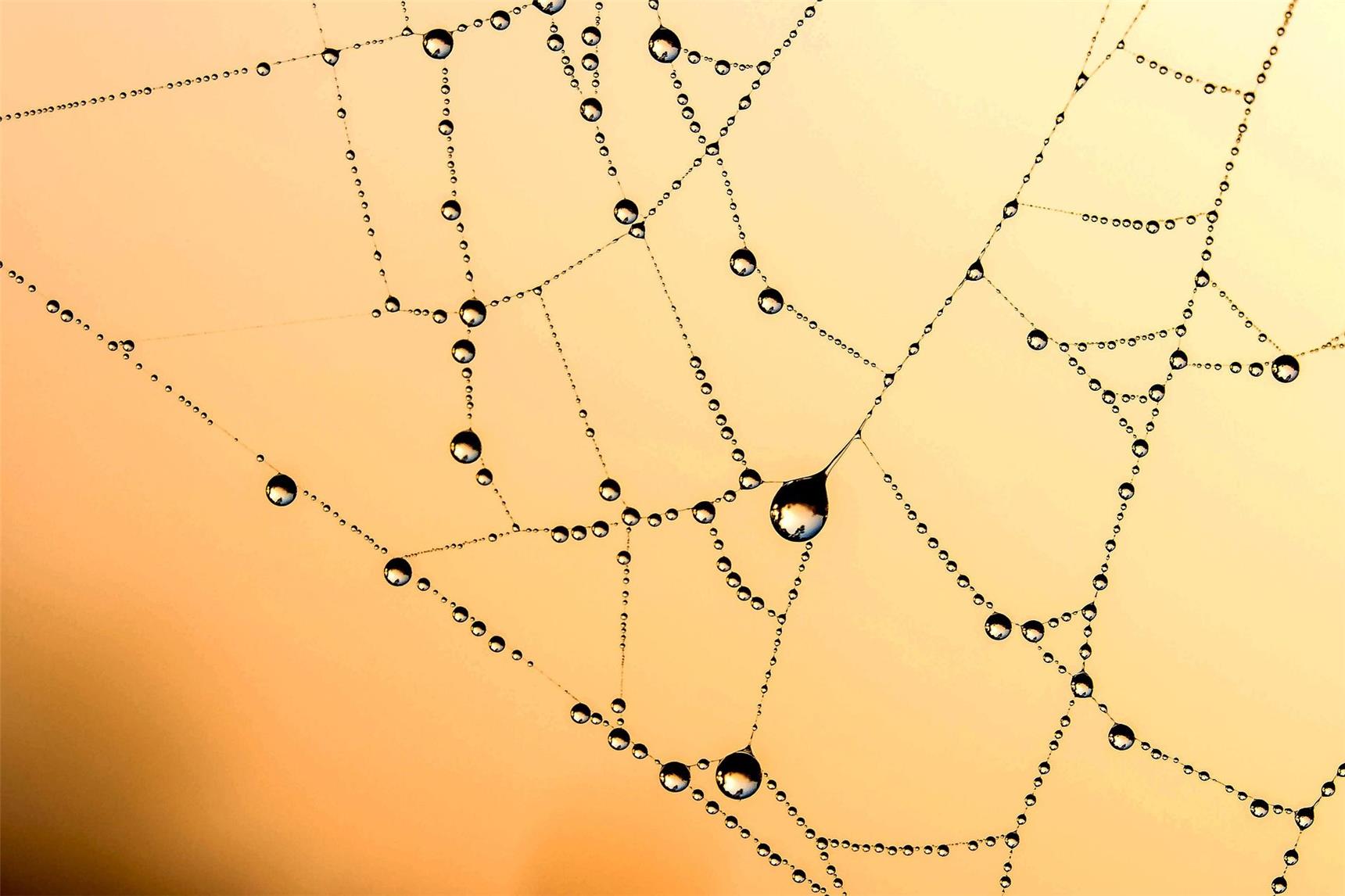 Netz