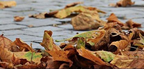 Herbstlaub