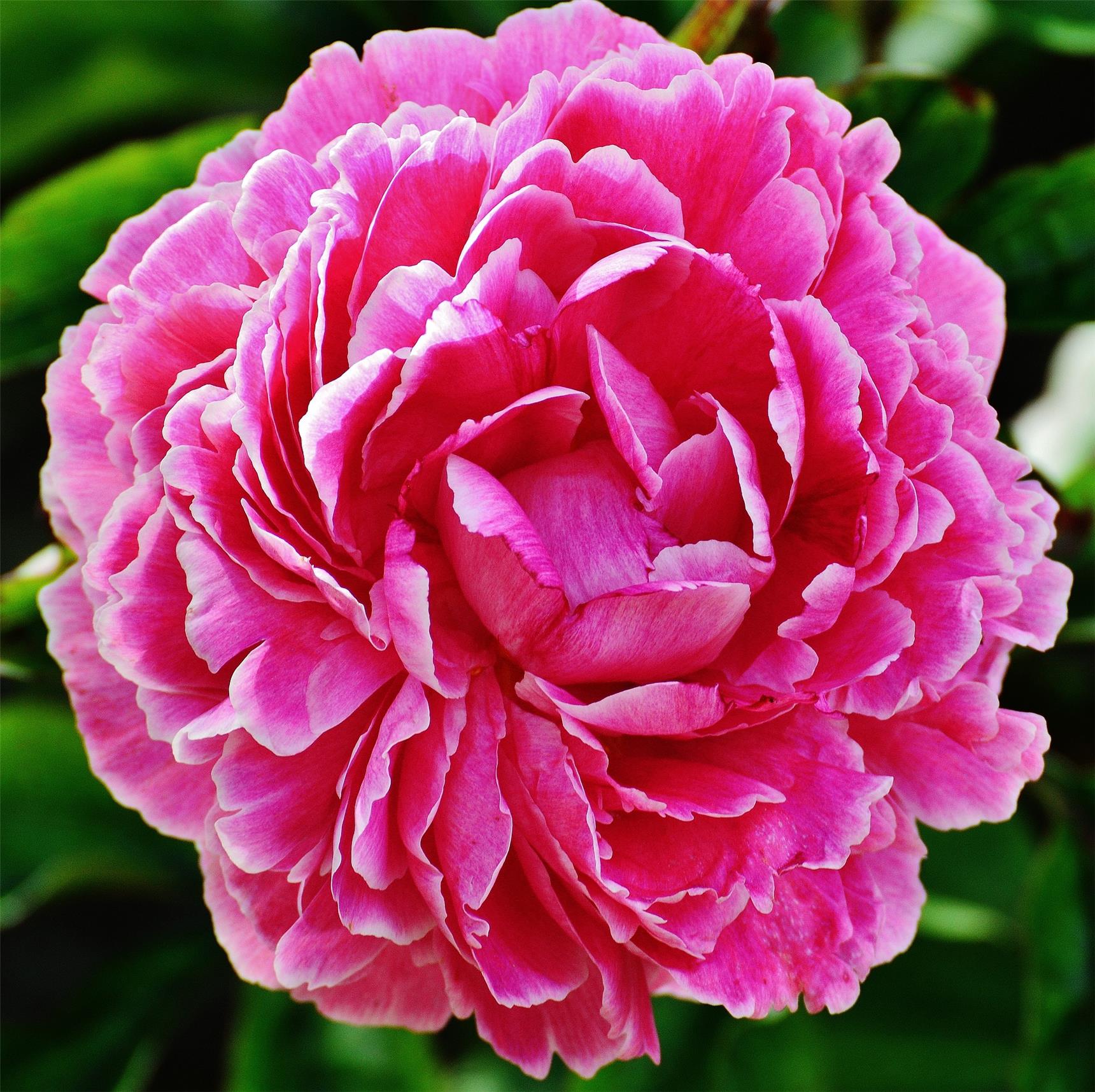 Pfingstrose